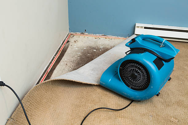 Best Water damage cleanup near me  in Elk Ridge, UT